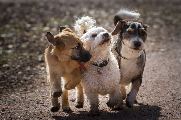 3 dogs walking 3 dogs walking