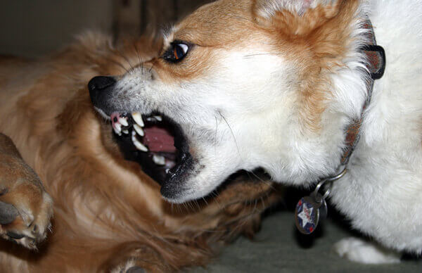 Two dogs Two dogs