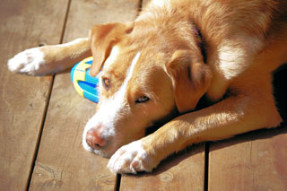 Sad Dog Sad Dog