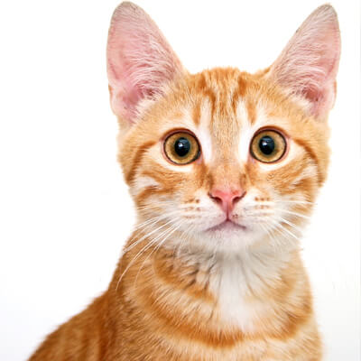 Yellow Cat Yellow Cat