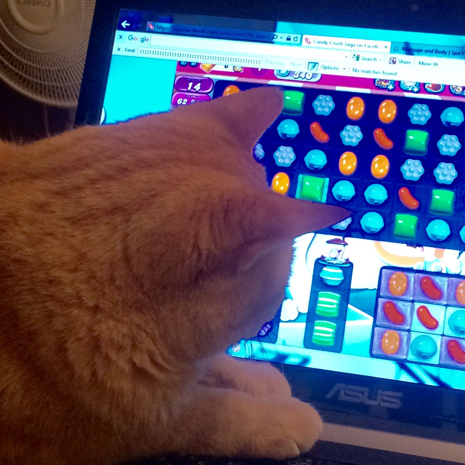 Bindi Playing Candy Crush Saga