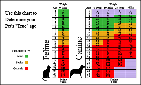 Aldor Veterinary Clinic - Surveillance Screening