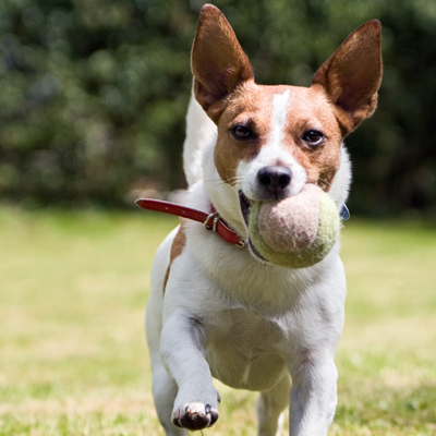 Playful dog Playful dog