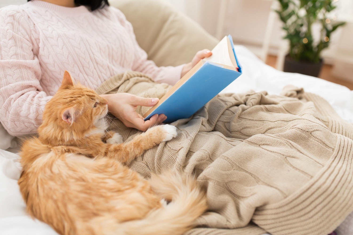 cat and book cat and book