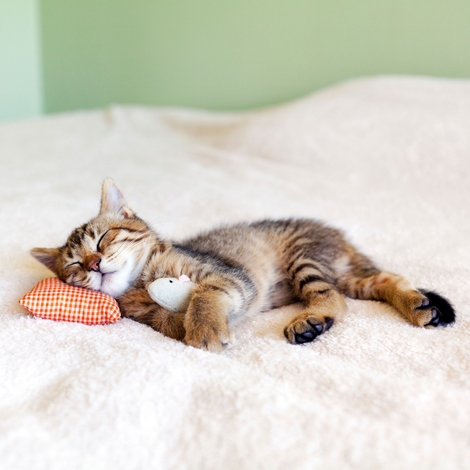 Kitten