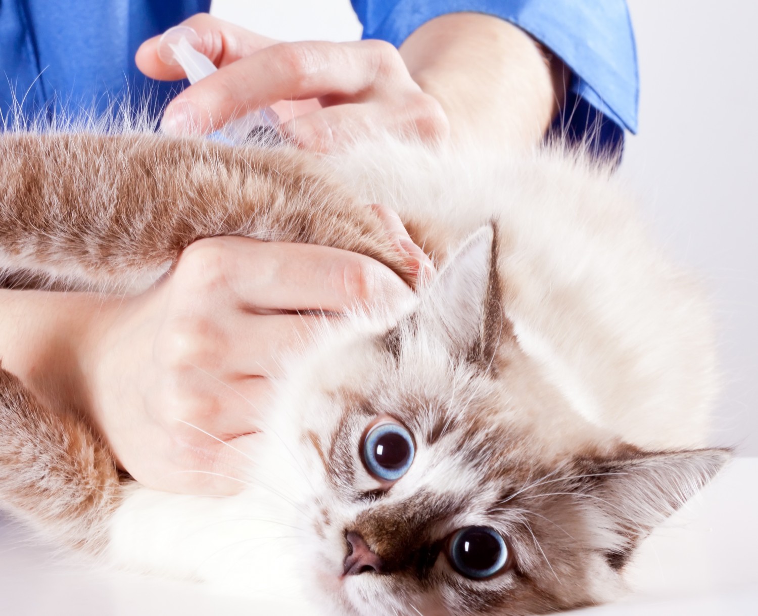 Microchipping