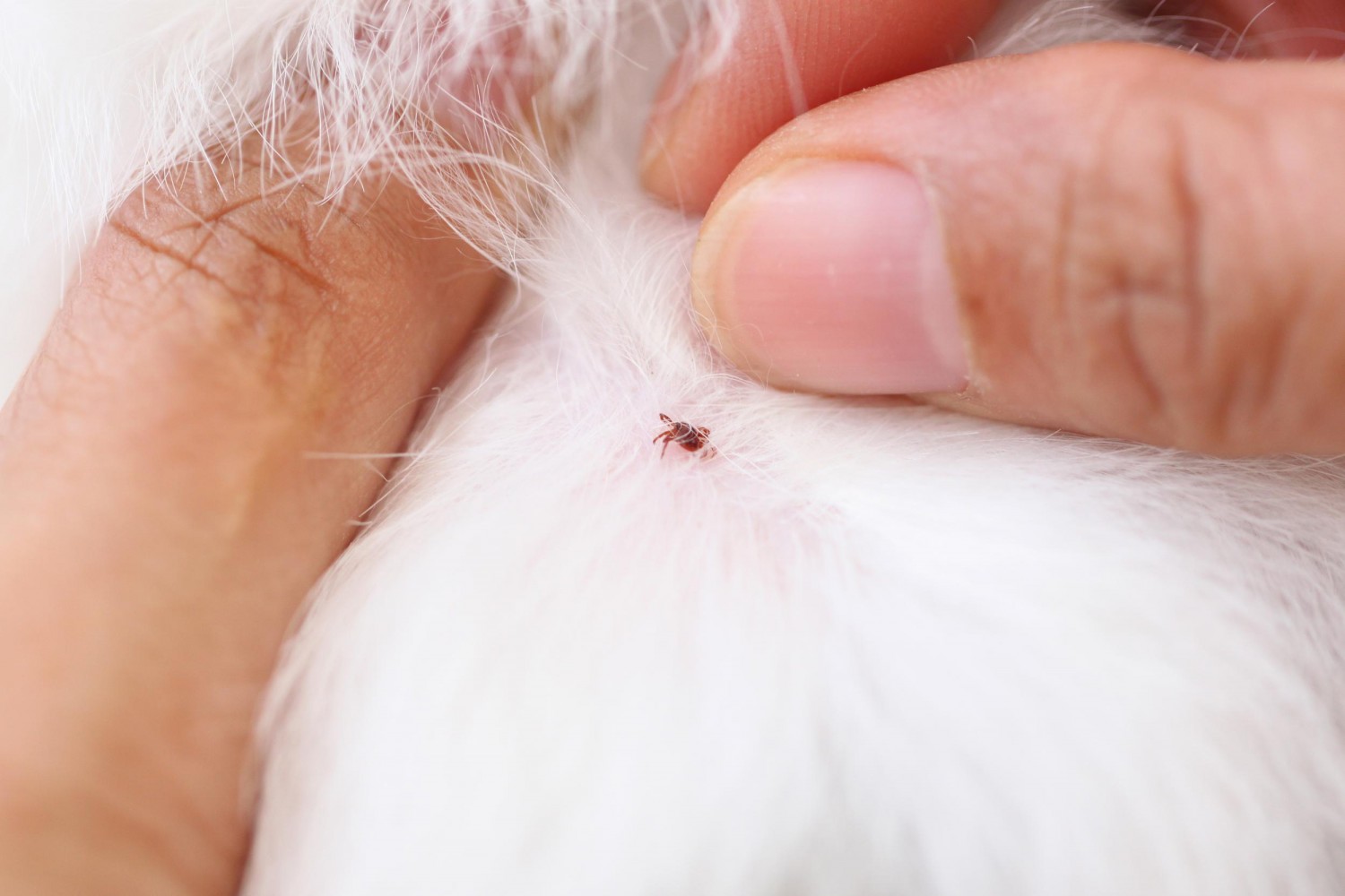 Parasite Prevention