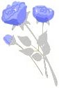 Roses Roses